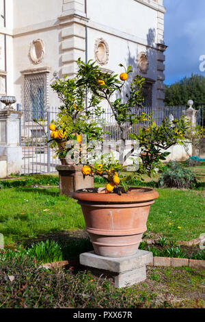 Vergossene kleine Lemon Tree in den öffentlichen Park in Rom, Italien Stockfoto