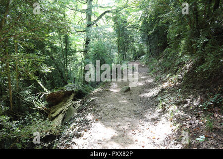 Ein Pfad im sonnigen und Grünen tiefen Wald der Añisclo Canyon, neben Bellos Fluss, im Sommer, in den Pyrenäen Rocky Mountains in Aragon, Spanien Stockfoto