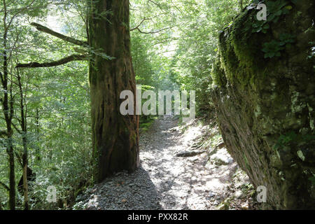 Ein Pfad im sonnigen und Grünen tiefen Wald der Añisclo Canyon, neben Bellos Fluss, im Sommer, in den Pyrenäen Rocky Mountains in Aragon, Spanien Stockfoto