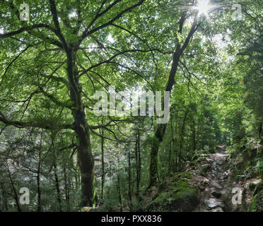 Ein Pfad im sonnigen und Grünen tiefen Wald der Añisclo Canyon, neben Bellos Fluss, im Sommer, in den Pyrenäen Rocky Mountains in Aragon, Spanien Stockfoto