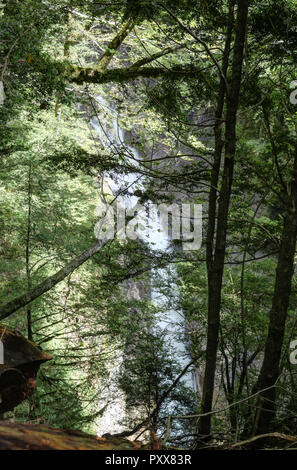 Die Wasserfälle und Stromschnellen in den Rio Bellos Canyon auf der Wald bedeckt Rocky Mountains in der Cañon de Añisclo Tal, in der Region Aragón, Spanien Stockfoto