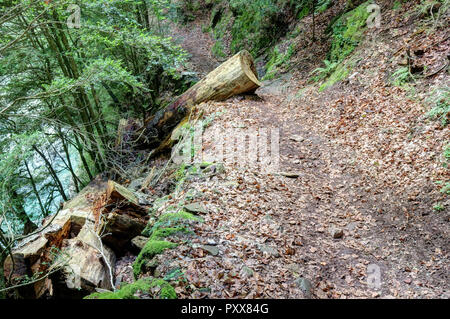 Ein Schnitt Trunk auf dem Weg in den tiefen Wald der Añisclo Canyon, neben Bellos Fluss, im Sommer, in den Pyrenäen in Aragon, Spanien Stockfoto