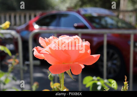 Ein Licht orange Rose Blume mit, als Hintergrund, ein dunkles Rot sport auto und eine bewegliche Verkehr Geländer in Ejea de los Caballeros, Spanien Stockfoto