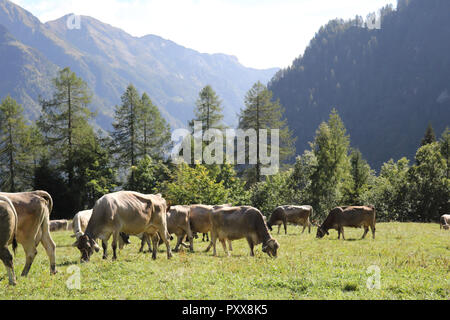 Eine Herde von weißen, grauen und braunen Kühe mit Kuhglocken grasen auf einer grünen Weide während eines sonnigen Sommer in Val d'Otro Tal, in die Alpen, Italien Stockfoto