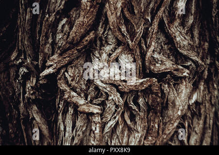 Baumrinde Textur. Dunkel Braun Baum. Chaotische Textur. Stockfoto