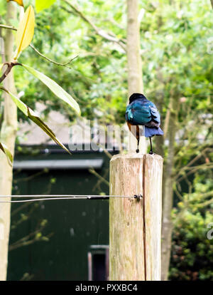 Die markante irisierenden blau-grünen Farben eines Erwachsenen ausgezeichnete Starling (Lamprotornis superbus) sitzen auf hölzernen Stange und Schuß von hinten. Diese spe Stockfoto