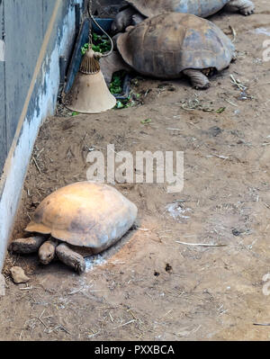 Afrikanische trieb Schildkröte (Centrochelys Sulcata), die größte Art der Schildkröte auf dem Festland, und die einzige ihrer Art der Gattung Centrochelys. Stockfoto