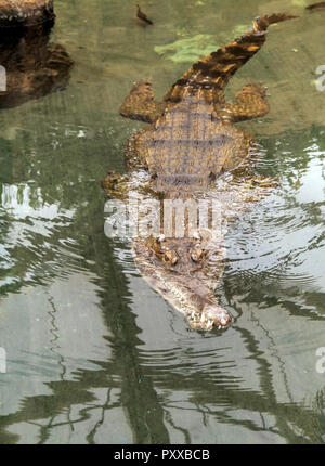 Schlank-snouted Krokodil (Mecistops Cataphractus) schwimmen im Wasser. Diese Sorten haben eine schmale Schnauze zum Beutefang eingesetzt. Stockfoto