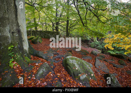 Padley Schlucht im Herbst, Peak District, Derbyshire, England. Stockfoto