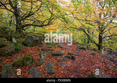 Herbst in Padley Schlucht, Peak District, Derbyshire, England. Stockfoto