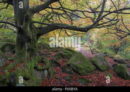 Alte Buche neben dem Weg in Padley Schlucht, Peak District, Derbyshire, England. Herbstliche Szene mit Laub unter den kriechenden Wurzeln. Stockfoto