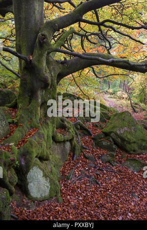 Alte Buche neben dem Weg in Padley Schlucht, Peak District, Derbyshire, England. Herbstliche Szene mit Laub unter den kriechenden Wurzeln. Stockfoto