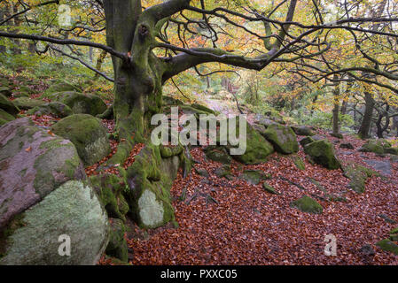 Alte Buche neben dem Weg in Padley Schlucht, Peak District, Derbyshire, England. Herbstliche Szene mit Laub unter den kriechenden Wurzeln. Stockfoto