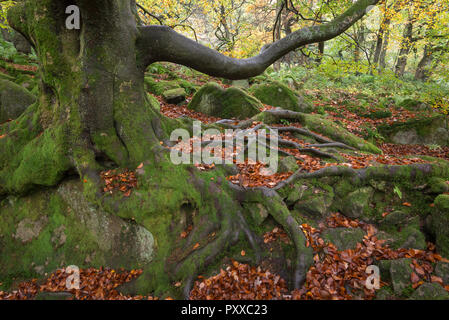 Alte Buche neben dem Weg in Padley Schlucht, Peak District, Derbyshire, England. Herbstliche Szene mit Laub unter den kriechenden Wurzeln. Stockfoto
