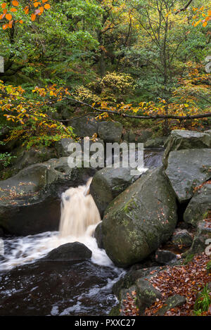 Wasserfall bei Burbage Bach in Padley Schlucht, Peak District, Derbyshire, England. Stockfoto