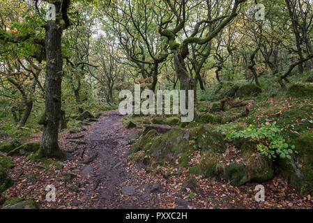 Fooptath durch den Wald bei padley Schlucht in den Nationalpark Peak District, Derbyshire, England. Stockfoto