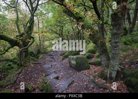 Fooptath durch den Wald bei padley Schlucht in den Nationalpark Peak District, Derbyshire, England. Stockfoto