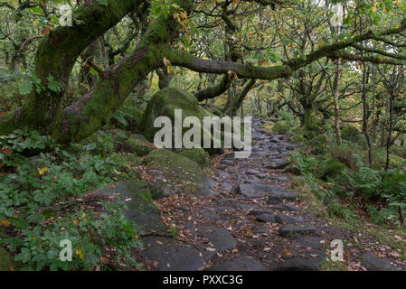 Fooptath durch den Wald bei padley Schlucht in den Nationalpark Peak District, Derbyshire, England. Stockfoto