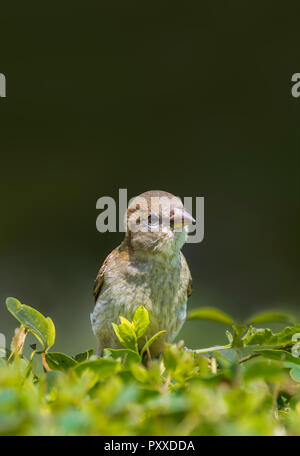 Frauenhaus-Sparrow (Passer domesticus) thront im Frühsommer in West Sussex, England, Großbritannien. Haus Sparrow Portrait mit Kopierer Raum. Stockfoto