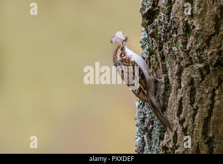 Eurasian Treecreeper (Certhia familiaris) Vogel nach oben Klettern ein Baumstamm essen ein Schmetterling (Insekt) im Herbst in West Sussex, UK. Stockfoto