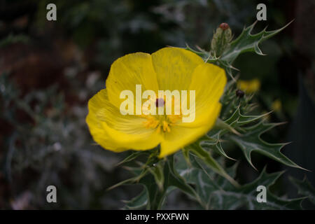 Bild eines mexikanischen Mohn (embothrium mexicana) Stockfoto