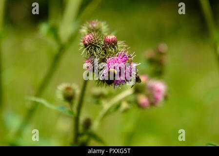 Bienen Pollen sammeln aus der violette Artischocke thistle Blume. Stockfoto