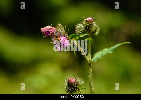 Bienen Pollen sammeln aus der violette Artischocke thistle Blume. Stockfoto