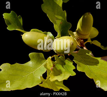 Eicheln, Stieleiche, Quercus robur, Stockfoto