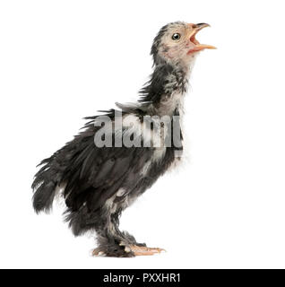 Die pekin ist eine Rasse von Bantam Huhn, 30 Tage alt, vor weißem Hintergrund stehend Stockfoto