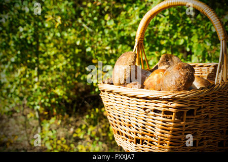 Steinpilzen in einem Korb auf Wald Oberfläche Stockfoto