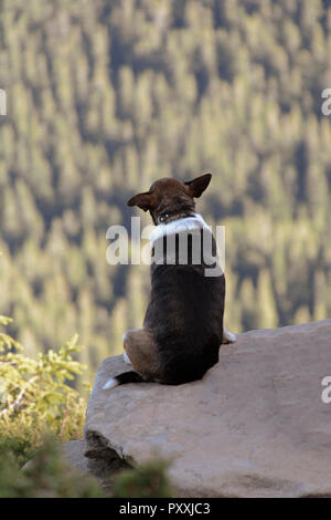 Allein Hund sitzt auf Felsen vor dem Hintergrund der unglaublichen Berglandschaft Stockfoto