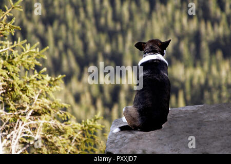 Allein Hund sitzt auf Felsen vor dem Hintergrund der unglaublichen Berglandschaft Stockfoto