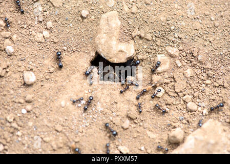 Ameisen auf dem Boden in der Nähe von den Stockfoto