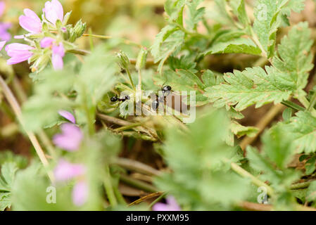 Ant Werke, die in den Blättern Stockfoto