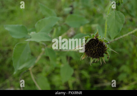 Nahaufnahme der eine verdorrte Sonnenblume von grüne Blätter, noch Leben Hintergrund, Konzept der Trockenheit durch eine Menge von Leben umgeben umgeben. Stockfoto