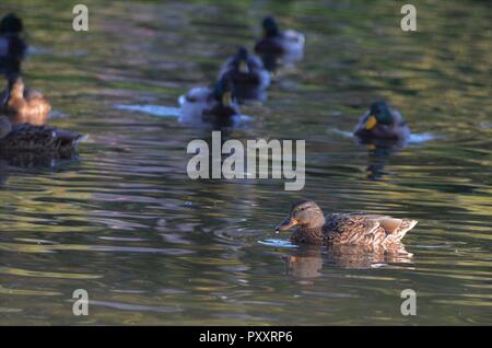Kleine Gruppe von stockenten in einem See, Braun Enten im Wasser mit der Natur Fotografie erfasst Stockfoto