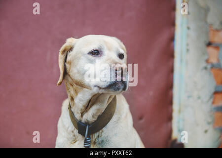 Ausgesetzten Hund. Traurig Labrador Retriever auf der Straße liegen. Abgemagert Hund Stockfoto