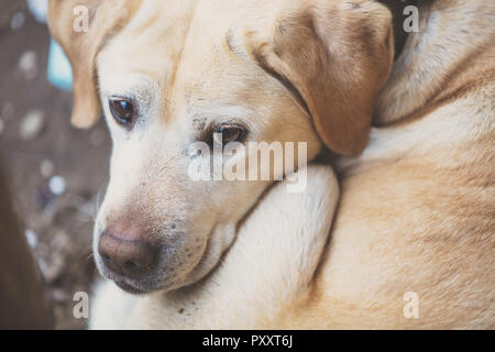 Ausgesetzten Hund. Traurig Labrador Retriever auf der Straße liegen. Abgemagert Hund Stockfoto