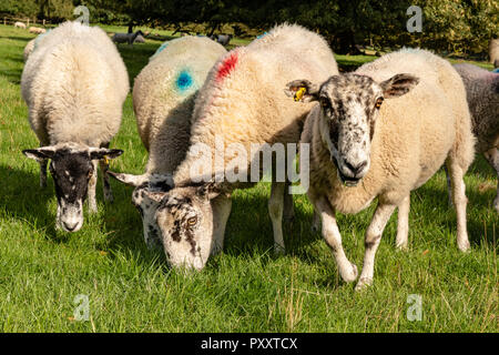 Inländische Schafe (Ovis aries) grasen in einer kleinen Gruppe mit einem Blick in die Kamera. Eine grosse Auswahl an lustigen Schuß Stockfoto