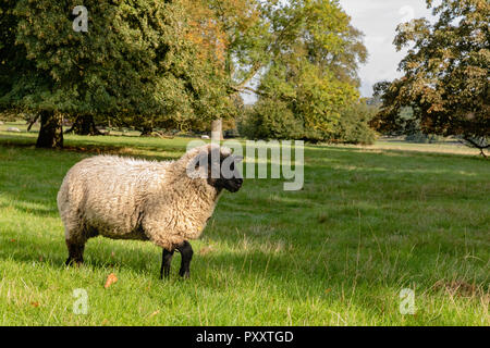 Einzigen inländischen schwarze Schafe (Ovis aries) dargestellt in der natürlichen Umgebung in der Weide mit Bäumen im Hintergrund im Sommer Laub Stockfoto