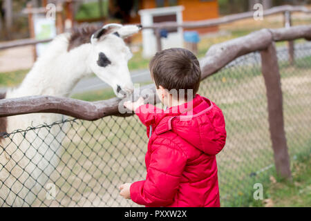 Süße niedliche Kleinkind Kind, Fütterung Lama auf einer kleinen Farm. Schönen kid Streichelzoo Tiere im Zoo. Kinder und Tier zusammen Stockfoto