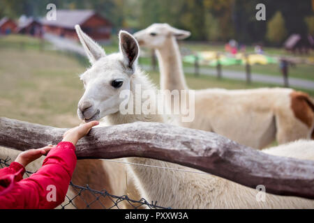 Süße niedliche Kleinkind Kind, Fütterung Lama auf einer kleinen Farm. Schönen kid Streichelzoo Tiere im Zoo. Kinder und Tier zusammen Stockfoto