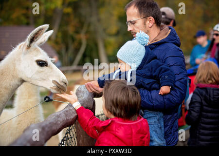 Süße niedliche Kleinkind Kind, Fütterung Lama auf einer kleinen Farm. Schönen kid Streichelzoo Tiere im Zoo. Kinder und Tier zusammen Stockfoto