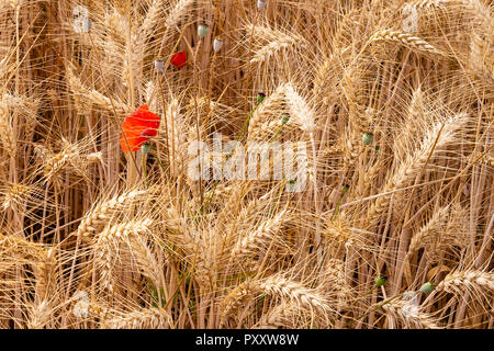 Mohnblumen in einem Gerstenfeld, Stamford, Lincolnshire, Großbritannien Stockfoto