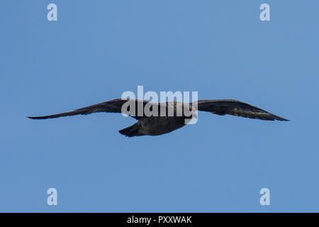 Skua im Flug in Schottland Higlands über Meer Stockfoto