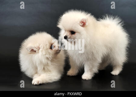 Paar von langhaarigen weißen Pomeranian Spitz Welpen Stockfoto