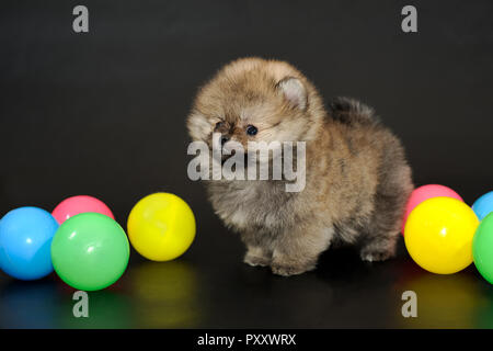 Langhaarige red-sable Miniatur Pomeranian Spitz Welpe mit farbigen Kugeln Stockfoto