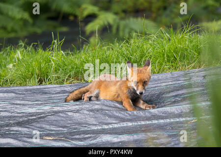 Nahaufnahme eines jungen, wilden Rotfuchsjungen (Vulpes vulpes), isoliert in einem britischen Garten, der bei der Sommersonne liegt. Stockfoto