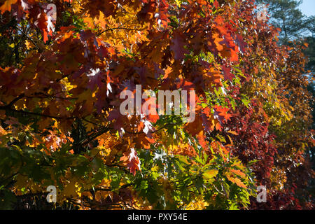 Mischung von Farben auf rote Eiche Bäume im Herbst - closeup - Braun, grün, rot und orange Blätter Stockfoto