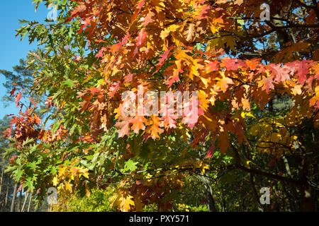 Mischung von Farben auf rote Eiche Bäume im Herbst - Braun, grün, rot und orange Blätter Stockfoto